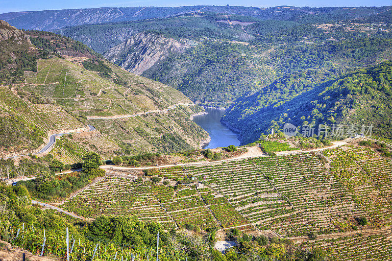 在Ribeira Sacra, Sil River的葡萄园